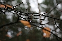 Rostoczek 11.2008 011
